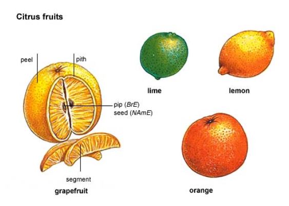Citrus fruit old
